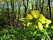 27 Elleborus niger (Elleboro) in avanzata fruttescenza 